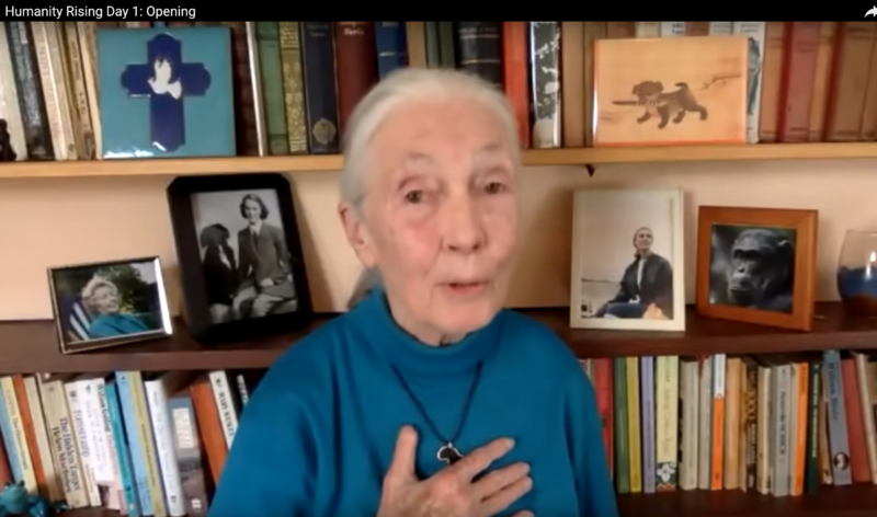 File:Jane Goodall Day 1.png